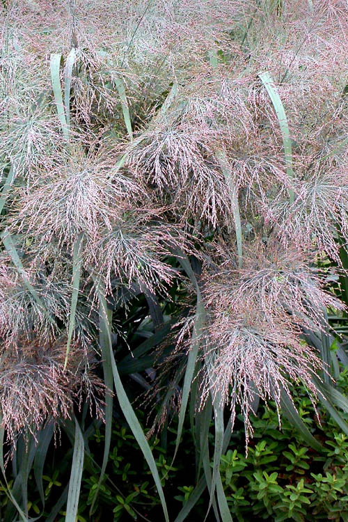  Dallas Blues Switch Grass (Panicum Virgatum) - 6 Pack Of 1 Gallon Pots