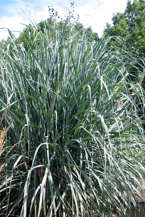  Dallas Blues Switch Grass (Panicum Virgatum) - 6 Pack Of 1 Gallon Pots