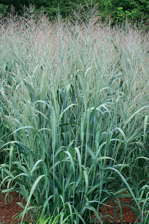  Dallas Blues Switch Grass (Panicum Virgatum) - 6 Pack Of 1 Gallon Pots