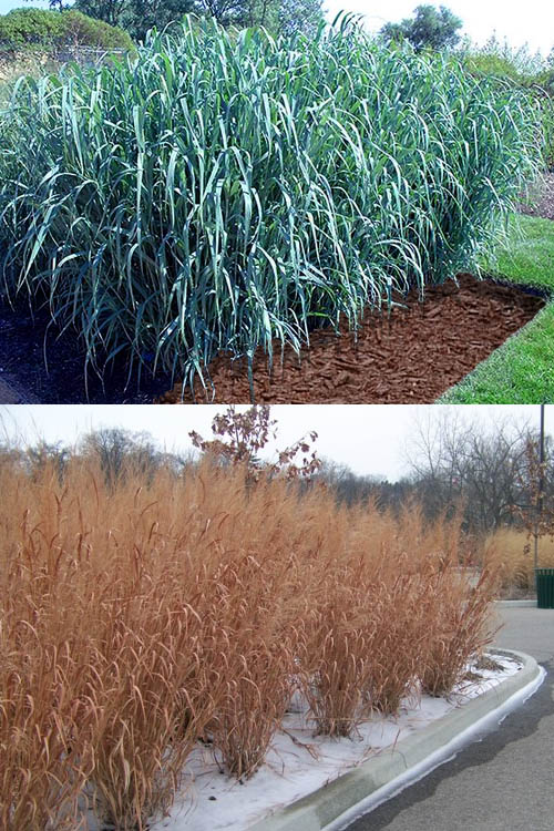  Dallas Blues Switch Grass (Panicum Virgatum) - 6 Pack Of 1 Gallon Pots