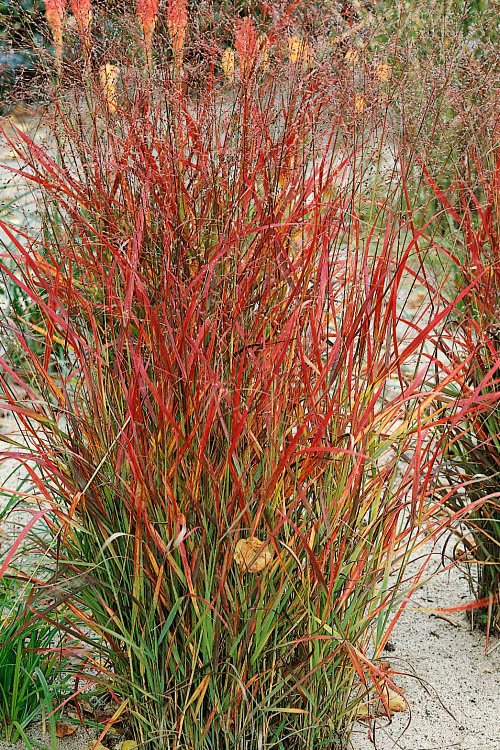  Hanse Herms Red Switch Grass (Panicum Virgatum) - 8 Pack Of 1 Gallon Pots