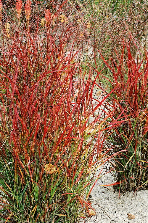  Hanse Herms Red Switch Grass (Panicum Virgatum) - 8 Pack Of 1 Gallon Pots