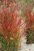  Hanse Herms Red Switch Grass (Panicum Virgatum) - 1 Gallon Pot