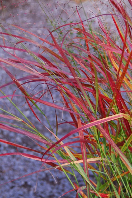  Hanse Herms Red Switch Grass (Panicum Virgatum) - 8 Pack Of 1 Gallon Pots