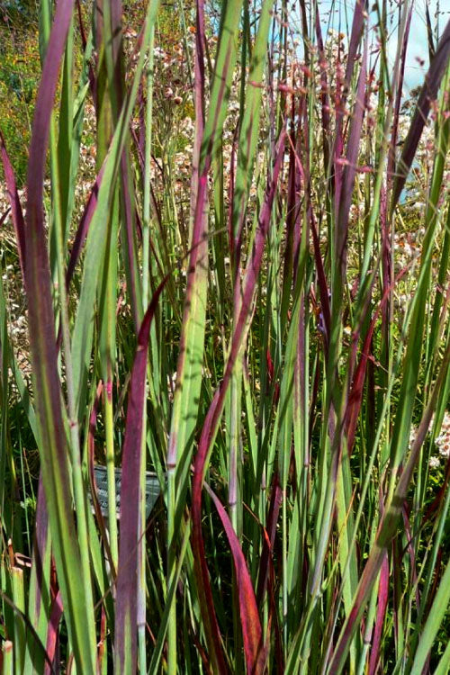  Heiliger Hain Red Switch Grass - 6 Pack Of 1 Gallon Pots