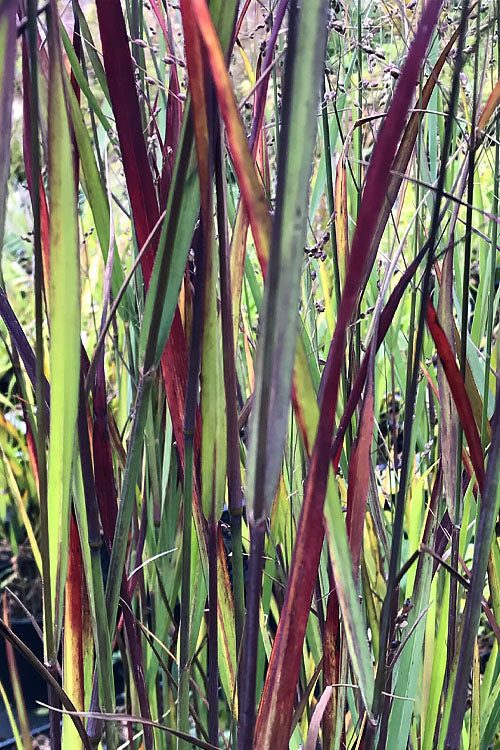  Heiliger Hain Red Switch Grass - 6 Pack Of 1 Gallon Pots