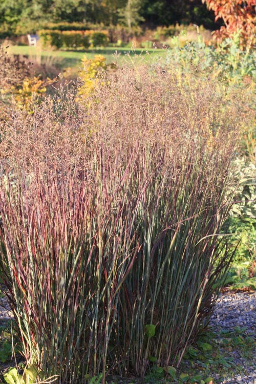  Heiliger Hain Red Switch Grass - 1 Gallon Pot