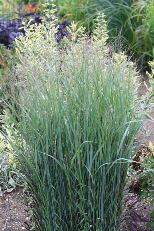  Heiliger Hain Red Switch Grass - 6 Pack Of 1 Gallon Pots