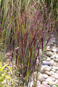  Heiliger Hain Red Switch Grass - 1 Gallon Pot