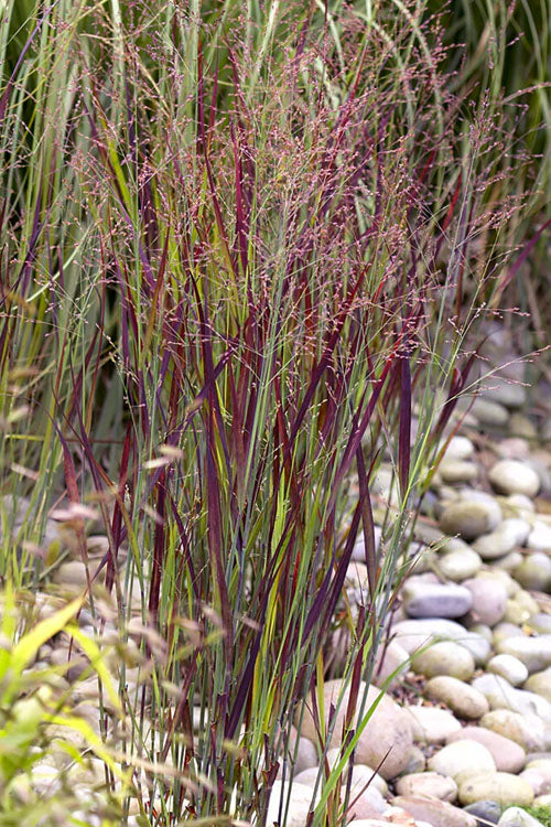  Heiliger Hain Red Switch Grass - 6 Pack Of 1 Gallon Pots