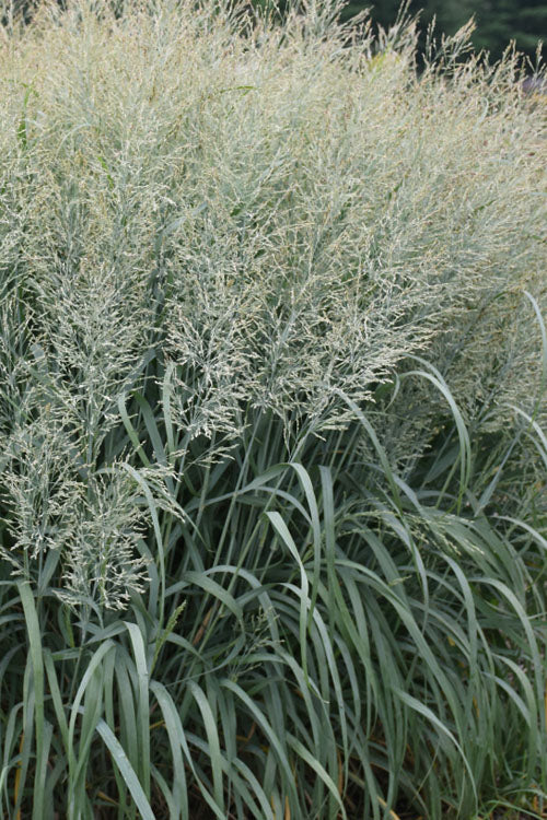  Niagara Falls Switch Grass (Panicum Virgatum) - 3 Gallon Pot