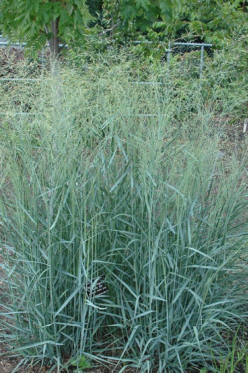  Prairie Sky Red Switch Grass (Panicum Virgatum) - 6 Pack Of 1 Gallon Pots