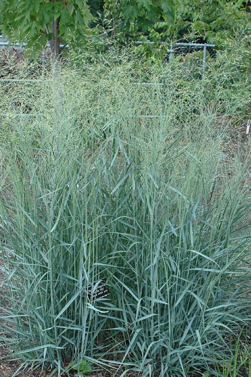  Prairie Sky Red Switch Grass (Panicum Virgatum) - 8 Pack Of 1 Gallon Pots