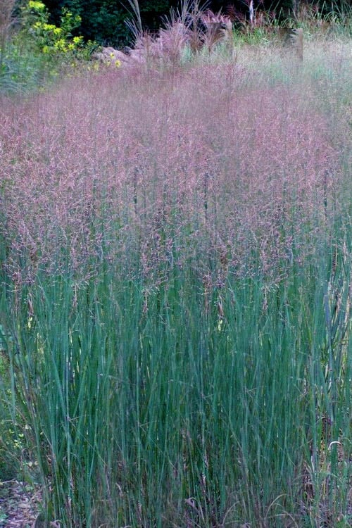  Prairie Sky Red Switch Grass (Panicum Virgatum) - 8 Pack Of 1 Gallon Pots
