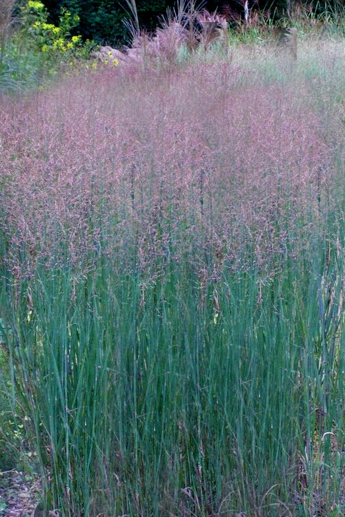  Prairie Sky Red Switch Grass (Panicum Virgatum) - 6 Pack Of 1 Gallon Pots