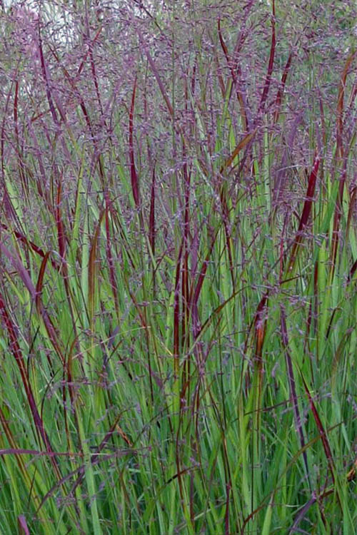  Prairie Sky Red Switch Grass (Panicum Virgatum) - 8 Pack Of 1 Gallon Pots