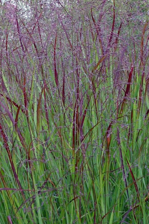  Prairie Sky Red Switch Grass (Panicum Virgatum) - 8 Pack Of 1 Gallon Pots