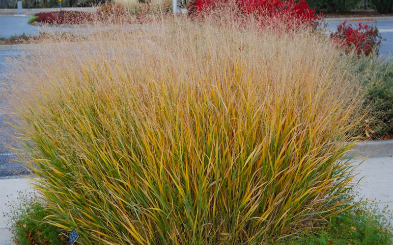  Prairie Sky Red Switch Grass (Panicum Virgatum) - 8 Pack Of 1 Gallon Pots