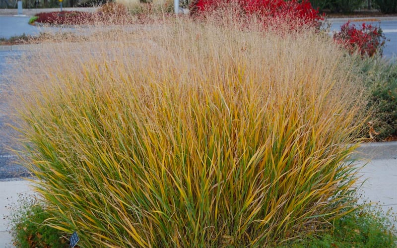  Prairie Sky Red Switch Grass (Panicum Virgatum) - 8 Pack Of 1 Gallon Pots