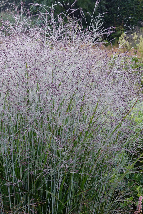  Purple Tears Switch Grass (Panicum Virgatum) - 6 Pack Of 1 Gallon Pots