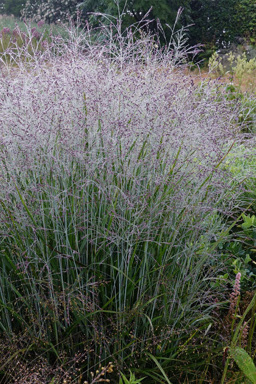  Purple Tears Switch Grass (Panicum Virgatum) - 1 Gallon Pot
