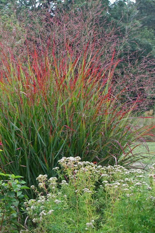  Rotstrahlbusch Red Switch Grass (Panicum Virgatum) - 6 Pack Of 1 Gallon Pots