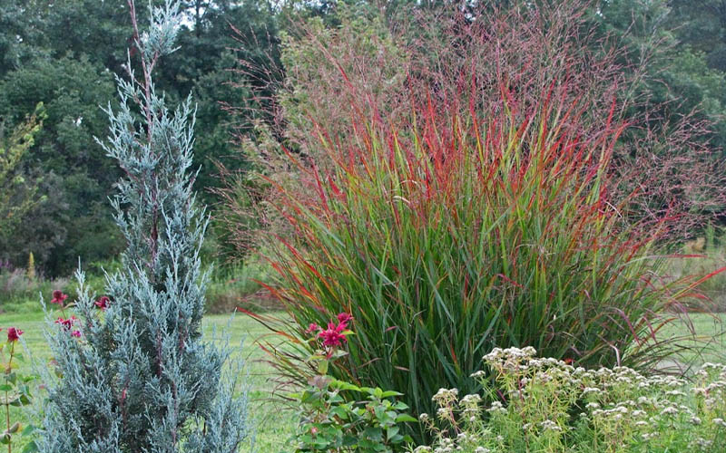  Rotstrahlbusch Red Switch Grass (Panicum Virgatum) - 6 Pack Of 1 Gallon Pots