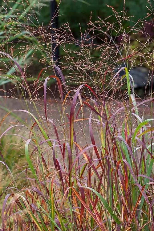  Rotstrahlbusch Red Switch Grass (Panicum Virgatum) - 3 Pack Of Quart Pots