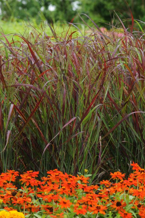  Ruby Ribbons Switch Grass (Panicum) - 1 Gallon Pot