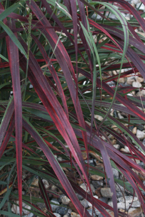  Ruby Ribbons Switch Grass (Panicum) - 1 Gallon Pot