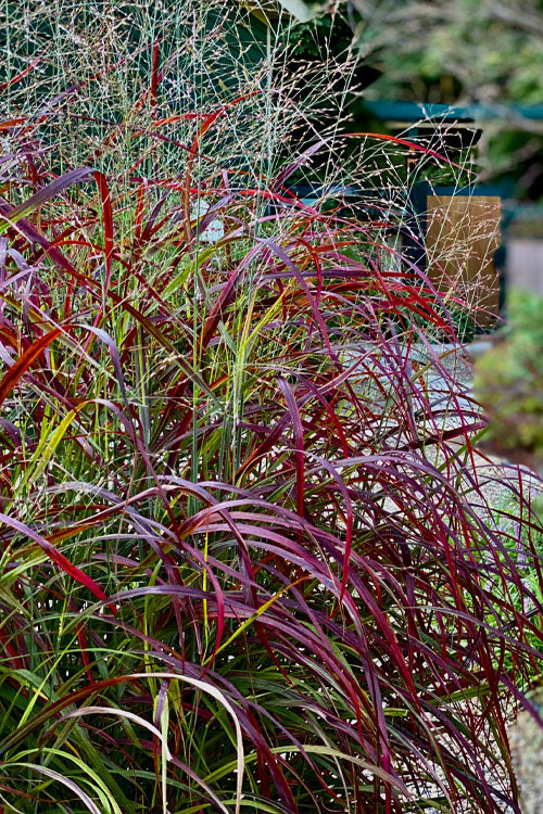  Ruby Ribbons Switch Grass (Panicum) - 6 Pack Of 1 Gallon Pots