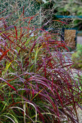  Ruby Ribbons Switch Grass (Panicum) - 1 Gallon Pot