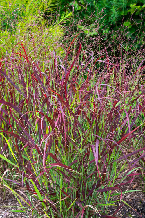  Ruby Ribbons Switch Grass (Panicum) - 6 Pack Of 1 Gallon Pots