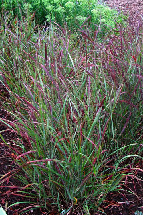  Ruby Ribbons Switch Grass (Panicum) - 1 Gallon Pot