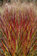  Shenandoah Switch Grass (Panicum Virgatum) -1 Gallon Pot