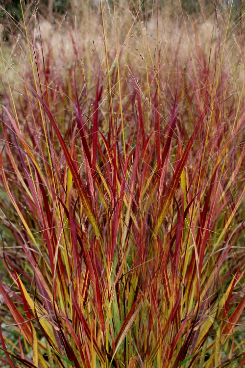  Shenandoah Switch Grass (Panicum Virgatum) -1 Gallon Pot