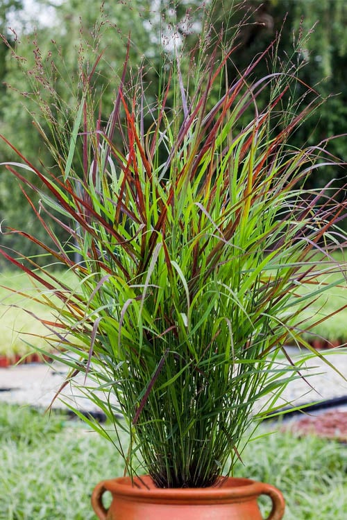  Shenandoah Switch Grass - Panicum Virgatum - 6 Pack Of 1 Gallon Pots