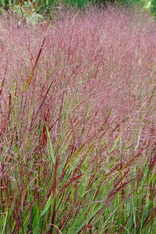  Shenandoah Switch Grass (Panicum Virgatum) -1 Gallon Pot