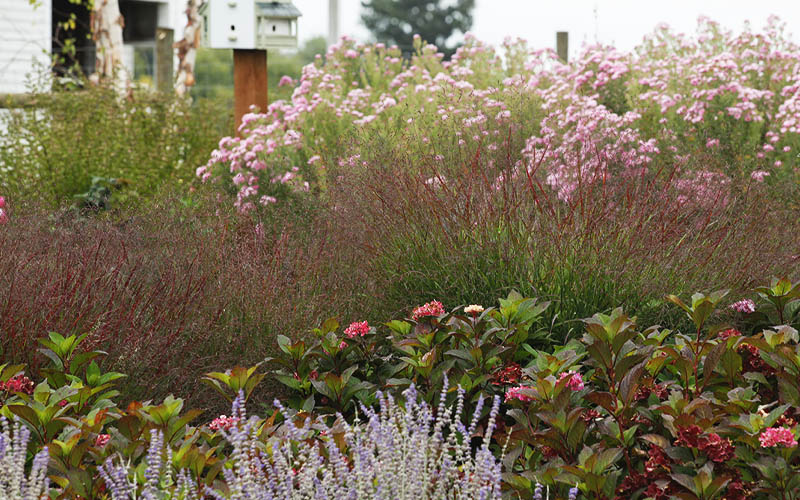  Shenandoah Switch Grass (Panicum Virgatum) -1 Gallon Pot