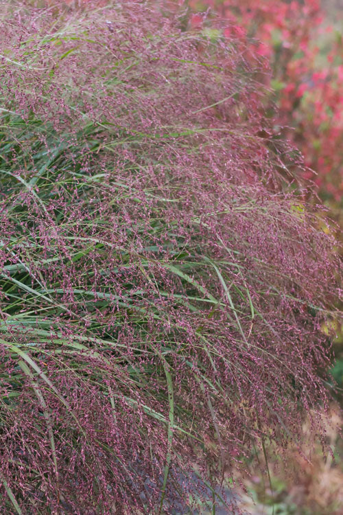 Squaw Switch Grass (Panicum Virgatum) - 8 Pack Of 1 Gallon Pots