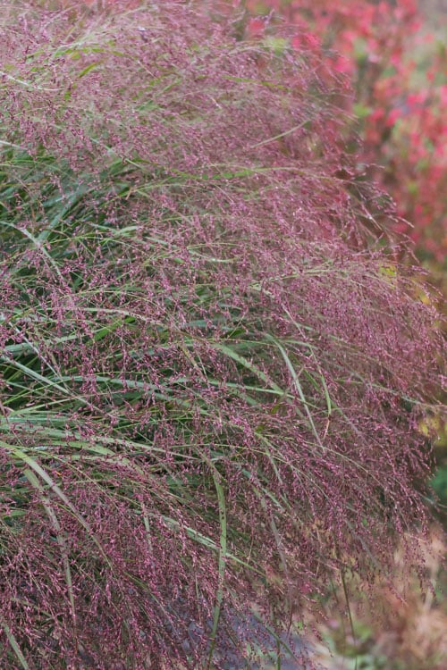  Squaw Switch Grass (Panicum Virgatum) - 1 Gallon Pot