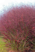  Squaw Switch Grass (Panicum Virgatum) - 6 Pack Of 1 Gallon Pots
