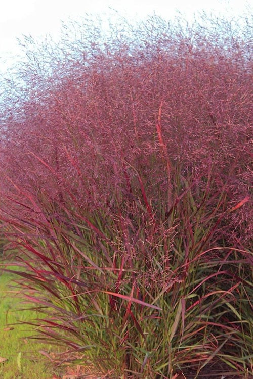  Squaw Switch Grass (Panicum Virgatum) - 8 Pack Of 1 Gallon Pots
