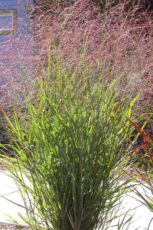  Tall Switch Grass (Panicum Virgatum) - 1 Gallon Pot