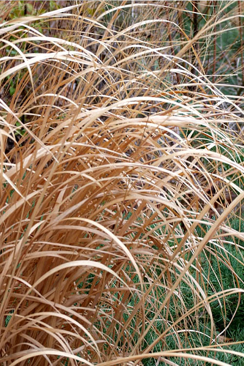  Tall Switch Grass (Panicum Virgatum) - 1 Gallon Pot