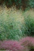  Tall Switch Grass (Panicum Virgatum) - 1 Gallon Pot