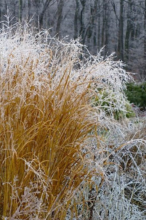 Tall Switch Grass (Panicum Virgatum) - 1 Gallon Pot