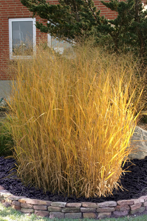  Tall Switch Grass (Panicum Virgatum) - 1 Gallon Pot