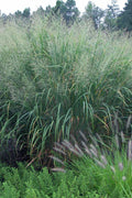  Thundercloud Switch Grass (Panicum Virgatum) - 6 Pack Of 1 Gallon Pots