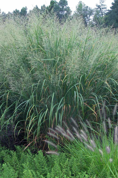  Thundercloud Switch Grass (Panicum Virgatum) - 6 Pack Of 1 Gallon Pots